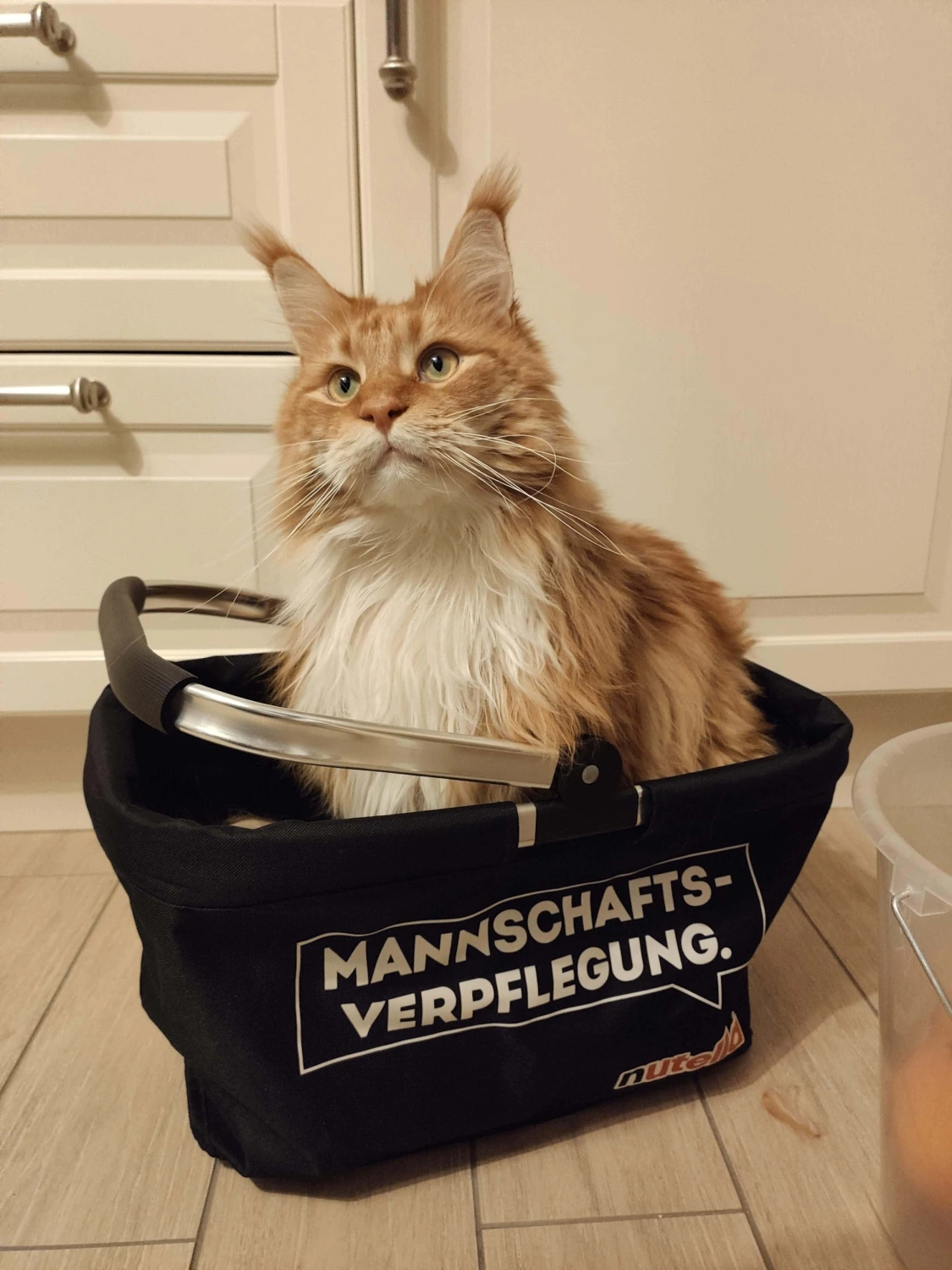 Tierbetreuung