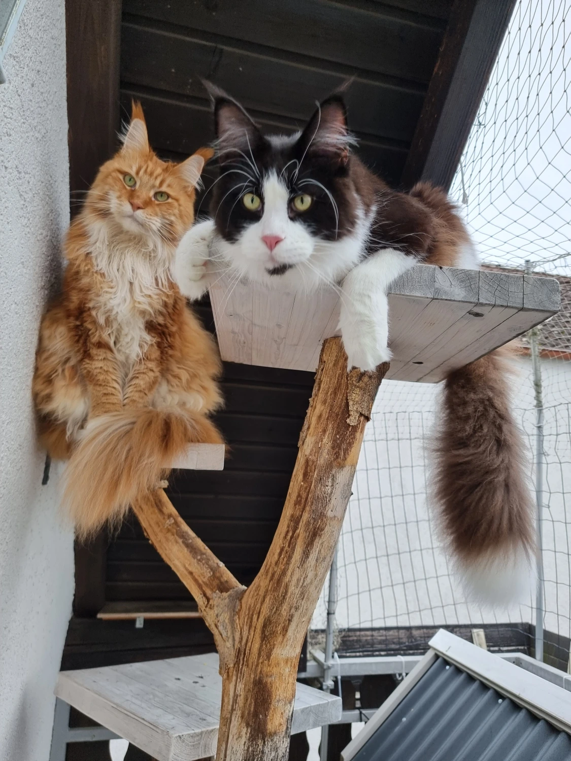 Tierbetreuung