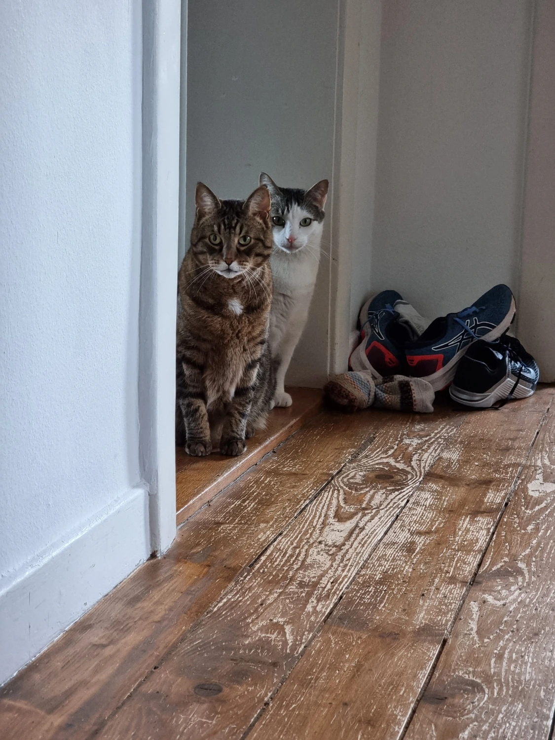 Tierbetreuung