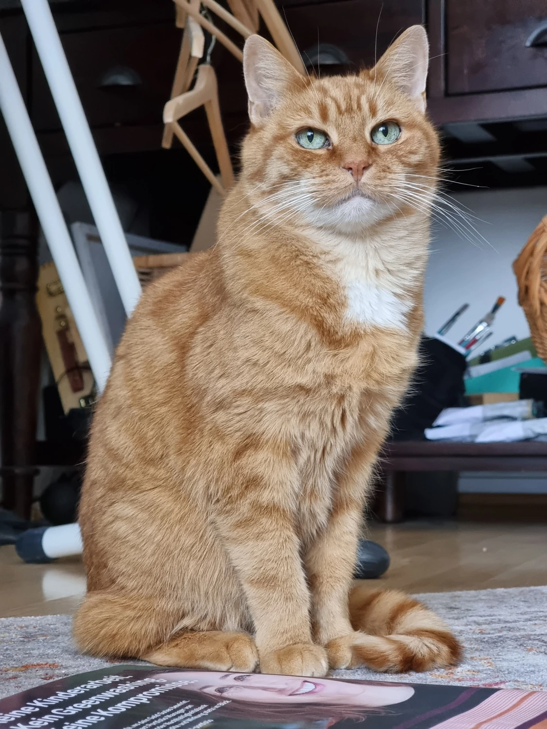 Tierbetreuung
